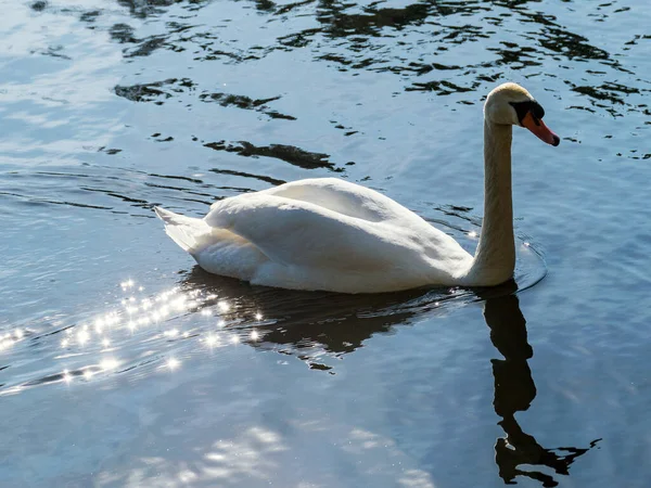 湖に白白鳥 水に鳥のシルエット — ストック写真