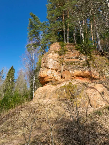Ηλιόλουστο Τοπίο Ψαμμίτη Γκρεμό Βράχος Κατάφυτη Δέντρα Λετονία — Φωτογραφία Αρχείου