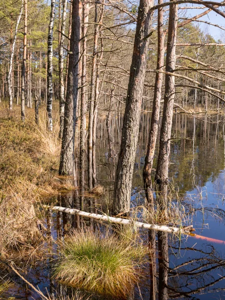 bog landscape with tree trunks in water, flooded lake in spring