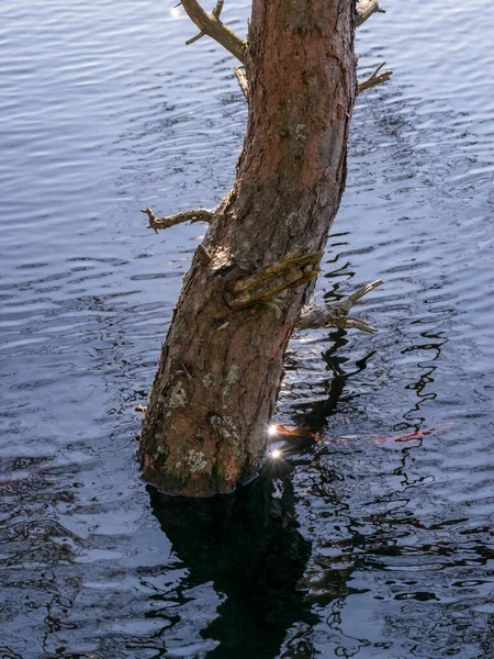 Krajobraz Bagienny Pniami Wodzie Zalewane Jezioro Wiosną — Zdjęcie stockowe
