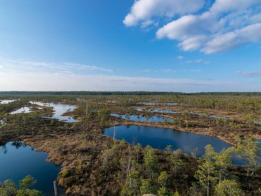 Harika bataklık manzarası, güzel bataklık gölleri, çamlar, bataklık otları ve yosunlar. Bataklık suyundaki bulut yansımaları, Letonya 'daki Kemeri bataklığının ilk baharları
