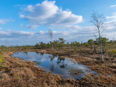 Harika bataklık manzarası, güzel bataklık gölleri, çamlar, bataklık otları ve yosunlar. Bataklık suyundaki bulut yansımaları, Letonya 'daki Kemeri bataklığının ilk baharları