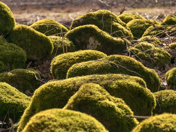 Прекрасный Пейзаж Ярко Зелеными Камнями Камни Заросли Мхом — стоковое фото
