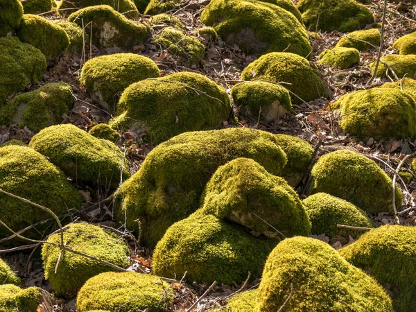 Wunderbare Landschaft Mit Leuchtend Grünen Steinen Die Steine Sind Mit — Stockfoto