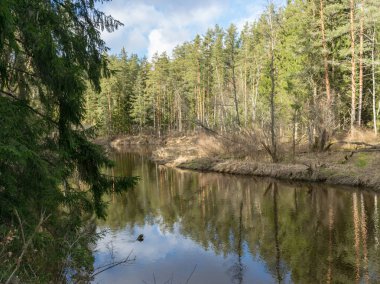 Baharın başlarında nehir manzarası, nehir kıyısında kuru çimenler ve eski sazlıklar yapraksız ağaçlar, suda güzel bulut yansımaları.