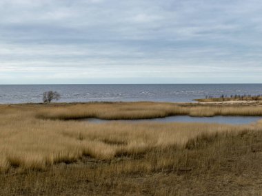 Baharda deniz kenarındaki çayır manzarası