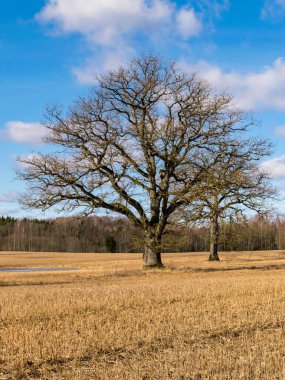 Tarlanın ortasında yalnız meşe ağacı olan bahar manzarası, güzel mavi gökyüzü, Letonya