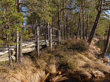 Bataklıkta ahşap köprüsü olan manzara, ilkbaharın başlarında, karla kaplı alanlar ve gölde ince buz, safkanlar, Puikule, Letonya