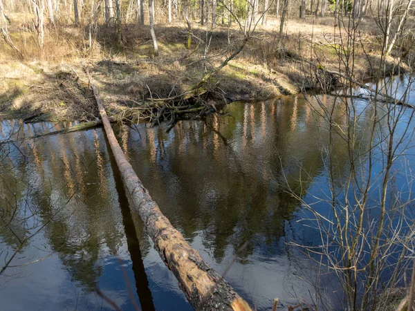 River View Early Spring Dry Grass Old Reeds River Banks — Stock Photo, Image