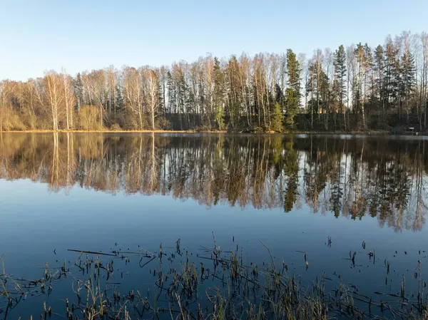 Reflets Arbres Dans Eau Paysage Printanier Précoce Avec Réflexion Sur — Photo