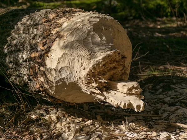 Imagen Castor Manantial Salvaje Orilla Río Forestal —  Fotos de Stock