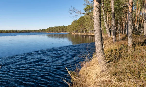 Moeraslandschap Het Vroege Voorjaar Purezers Puikule Letland — Stockfoto