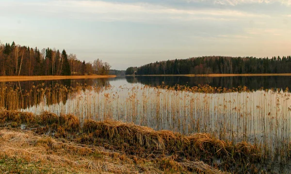 Lila Gryning Soluppgång Med Spegelbilder Sjön Torra Vass Förgrunden Vaidavasjön — Stockfoto