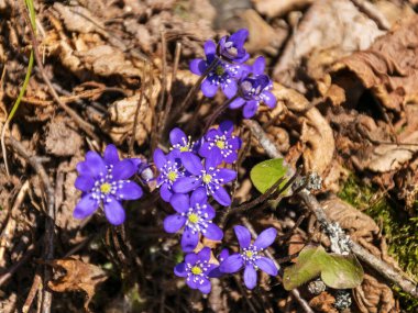 Vahşi doğada ilk mavi bahar çiçeklerinin olduğu resim, çiçeğin rengi gri arkaplanda göze çarpar.