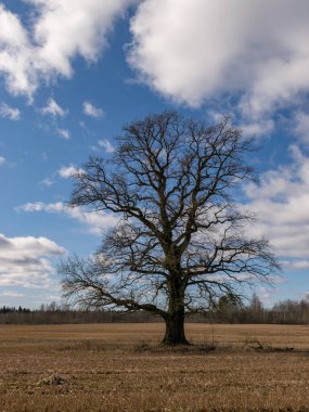 Tarlanın ortasında yalnız meşe ağacı olan bahar manzarası, güzel mavi gökyüzü, Letonya