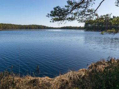 Küçük bataklık gölü, ilkbahar başları, güzel renkler, Puikule, Letonya