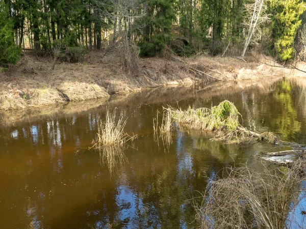 Vista Del Río Principios Primavera Hierba Seca Cañas Viejas Las — Foto de Stock