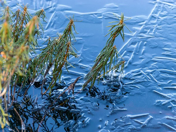 Moorlandschaft Zeitigen Frühling Eis Gefrorenes Moorgras Purezers Puikule Lettland — Stockfoto