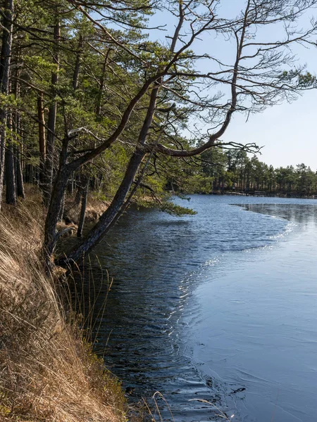 Paysage Tourbière Début Printemps Purezers Puikule Lettonie — Photo