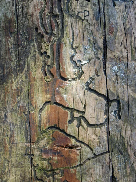 Abstract Picture Insect Carved Texture Large Wooden Log — Stock Photo, Image