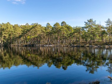 Orman gölü, mavi gökyüzü, ağaç yansımaları, Puikule, Letonya