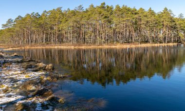 Orman gölü, mavi gökyüzü, ağaç yansımaları, Puikule, Letonya
