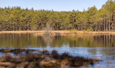 Bataklık gölü manzarası, ön planda bataklık çimi dokusu, güneşli bir bahar sabahı