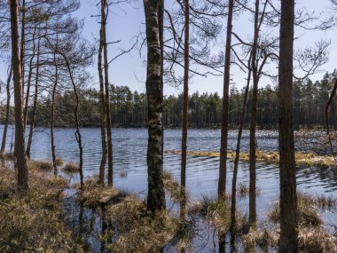 Suda ağaç gövdeleri olan bataklık manzarası, baharda sel basmış göl.