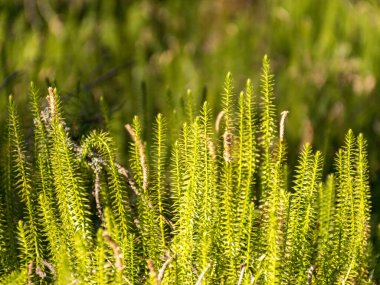 Bataklık çim dokusu, soyut arkaplan resmi