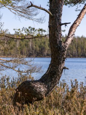 Bataklık çamından bir silueti olan manzara, bataklık gölünde bahar sabahı,