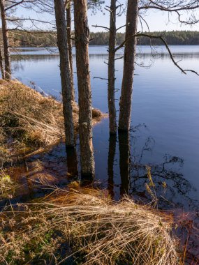 Suda ağaç gövdeleri olan bataklık manzarası, baharda sel basmış göl.