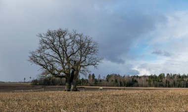 Büyük meşe manzarası, ön planda sakal, bulutlu mavi bir gökyüzü, Kanepju meşesi, Jerceni, Letonya
