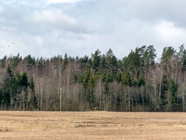 Tarlada kaz ahırı olan arazi, hasat sonrası taze sakallı tarım arazileri, güzel gökyüzü.