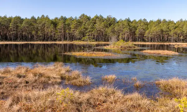 Bataklık gölü manzarası, ön planda bataklık çimi dokusu, güneşli bir bahar sabahı