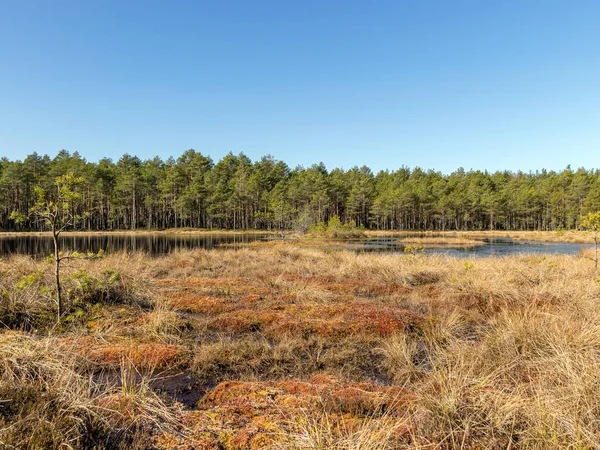 Bataklık gölü manzarası, ön planda bataklık çimi dokusu, güneşli bir bahar sabahı
