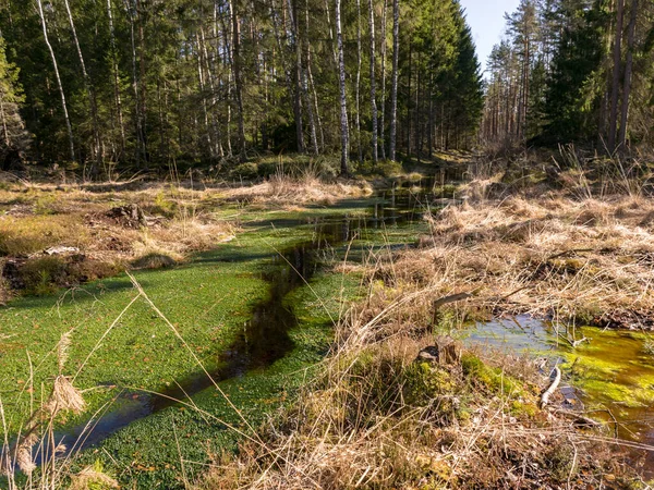 Paisaje Pantanoso Con Hierba Seca Siluetas Árboles Soleada Mañana Primavera — Foto de Stock