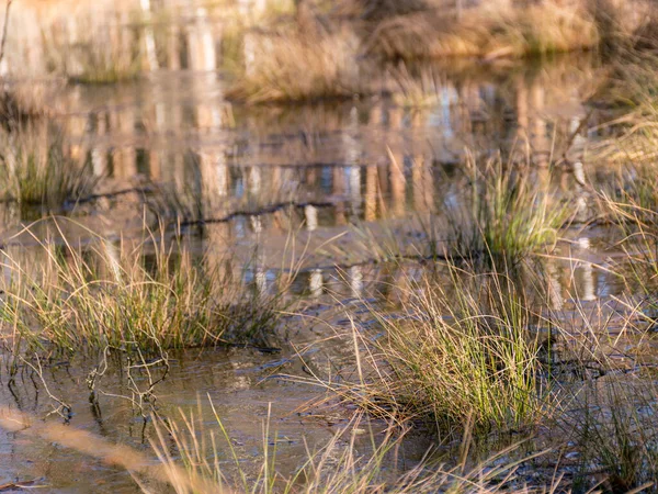 Sumpf Gras Textur Abstraktes Hintergrundbild — Stockfoto