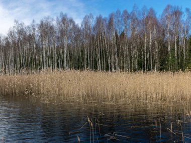 Gölü, kuru otları ve çıplak ağaçları olan güzel bir manzara.