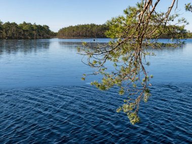 Bulanık göl arka planında ön planda çam dalı olan bir fotoğraf.