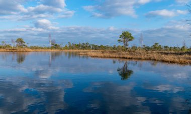 Mavi bataklık gölleri ile çevrili arazi küçük çam ağaçları ve huş ağaçları ve yeşil yosun ile bahar günü mavi gökyüzü ile Büyük Kemeri Bataklığı, Letonya