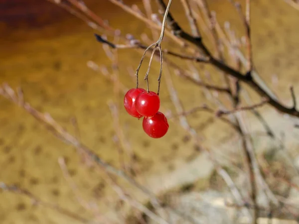 Immagine Con Belle Bacche Rosse Uno Sfondo Sfocato — Foto Stock