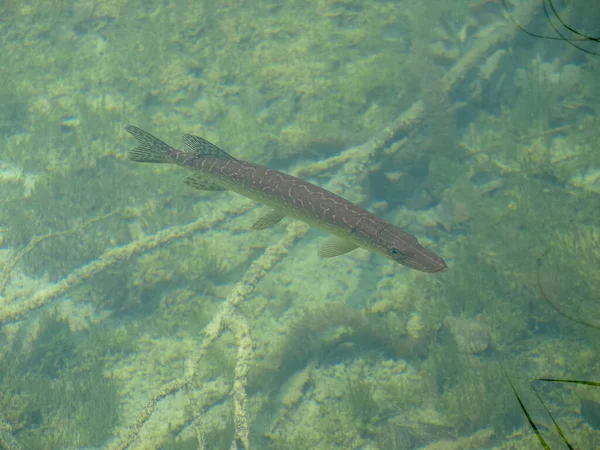 Transparentes Klares Wasser Seeboden Bäume Unter Wasser Fische Nationalpark Plitvicer — Stockfoto