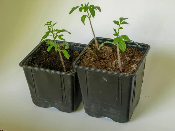 picture with green tomato seedlings in a flower pot on a light background