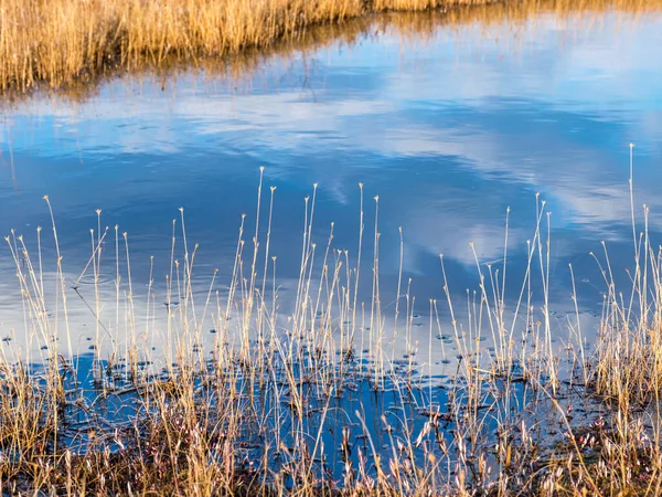 Пейзаж Голубыми Болотистыми Озерами Окружении Небольших Сосен Берез Зеленого Мха — стоковое фото