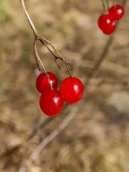 Bild Mit Schönen Roten Beeren Auf Unscharfem Hintergrund — Stockfoto