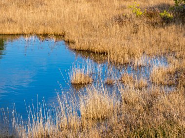 Mavi bataklık gölleri ile çevrili arazi küçük çam ağaçları ve huş ağaçları ve yeşil yosun ile bahar günü mavi gökyüzü ile Büyük Kemeri Bataklığı, Letonya