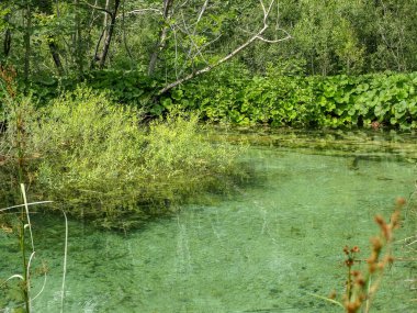 Turkuaz suyu, Plitvice Gölleri Ulusal Parkı ve Hırvatistan 'ın yeşil yaz ormanında küçük bir göl