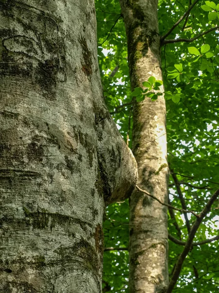 Zajímavé Stromy Různými Výrůstky Zelené Listy Pozadí — Stock fotografie
