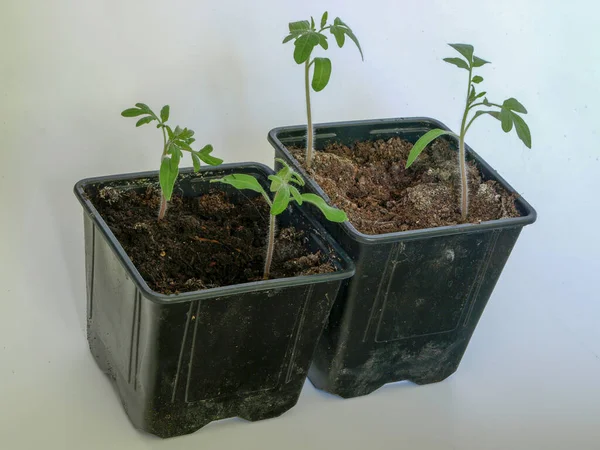 Picture Green Tomato Seedlings Flower Pot Light Background — Stock Photo, Image