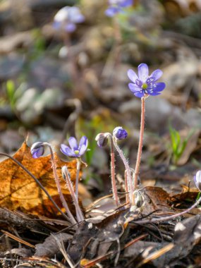 Vahşi doğada ilk mavi bahar çiçeklerinin olduğu resim, çiçeğin rengi gri arkaplanda göze çarpar.